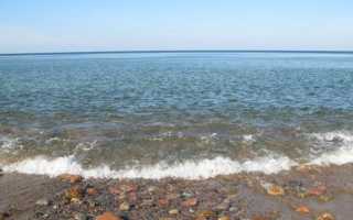 Фауна баренцева моря флора